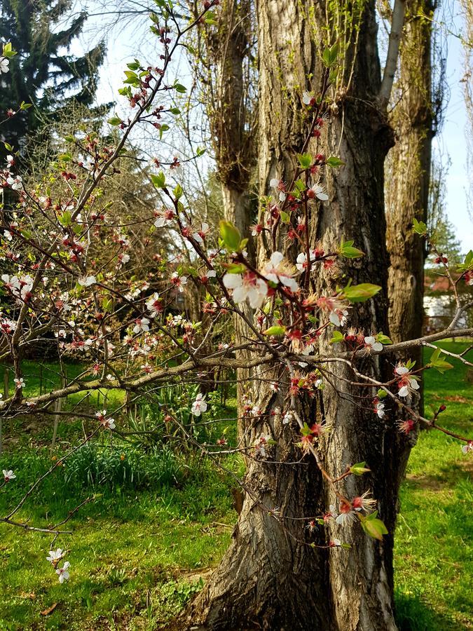 Roza Hotel Es Apartmanhaz Esztergom Bagian luar foto